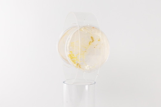 Bio-based electronics growth discs