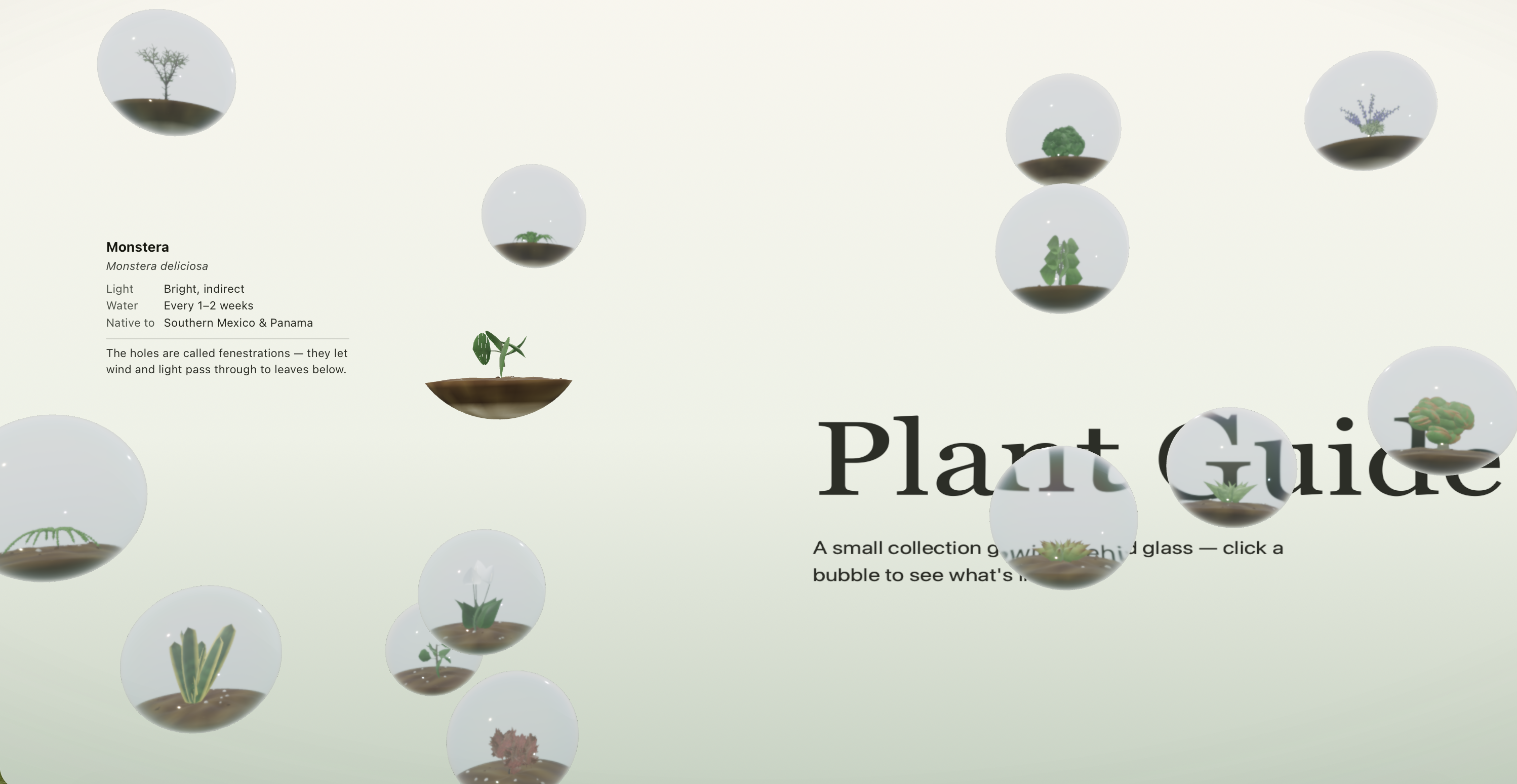 Plant Guide — Monstera detail view