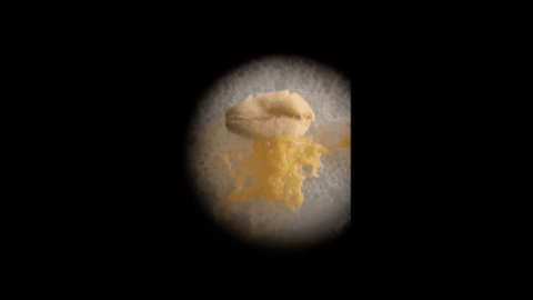 Slime Archive screenshot