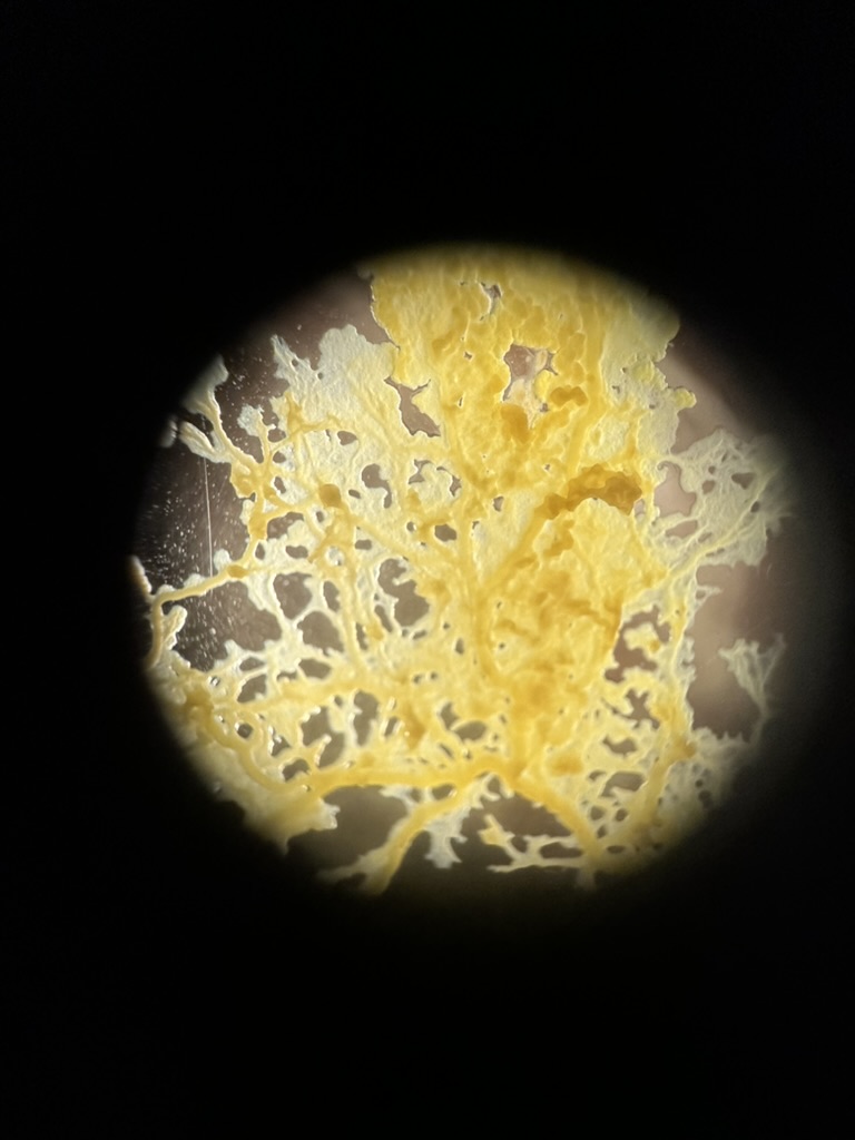 Slime Archive microscope footage